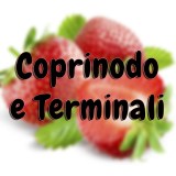 Coprinodo e terminali