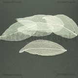 5 Foglie Disidratate Bianche misure 7x5cm -5.5x3cm