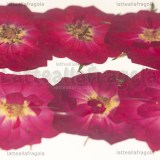 8 Rose Rosse Disidratate 30-35mm circa